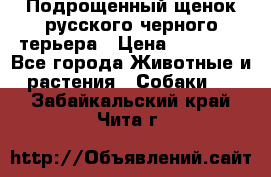 Подрощенный щенок русского черного терьера › Цена ­ 35 000 - Все города Животные и растения » Собаки   . Забайкальский край,Чита г.